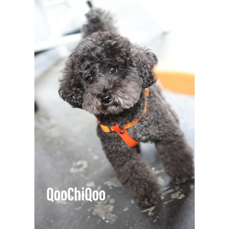 マルチカラーハーネス（オレンジ） | Qoo Chi Qoo