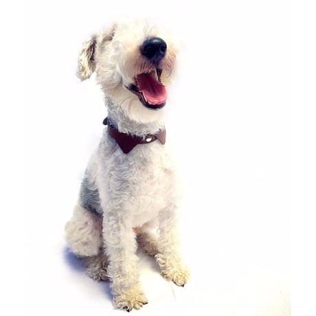 Brown  Collar&Lead