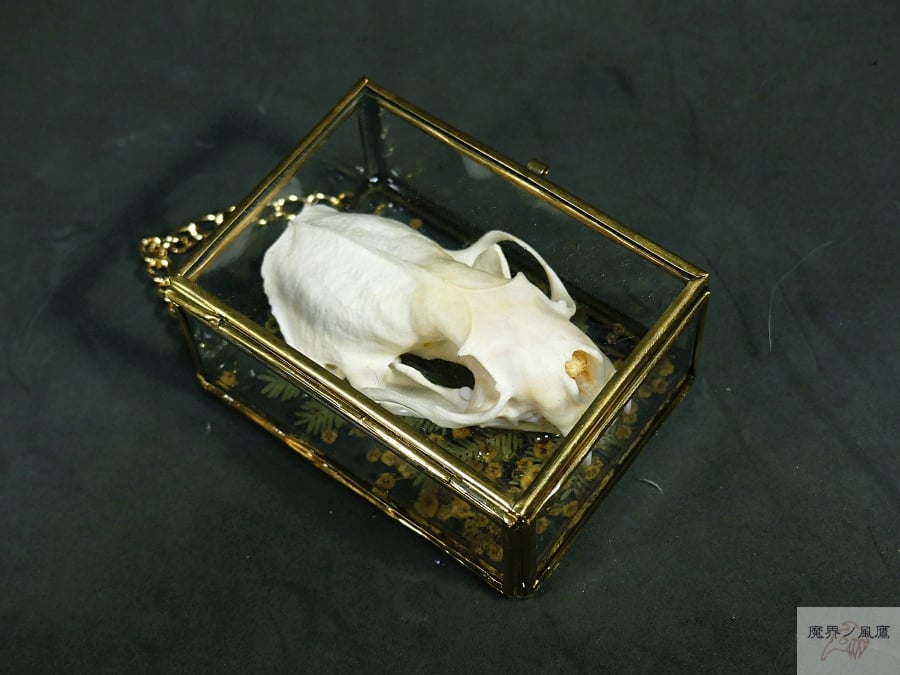 頭骨の硝子標本箱(大)ミンク | 魔界ノ風鷹