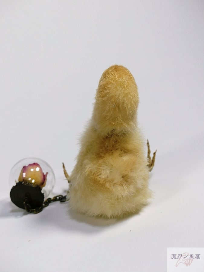 フランスアンティーク　ひよこちゃん　ひよこ剥製 Sibora original・ヒヨコの剥製 - フランスアンティーク雑貨