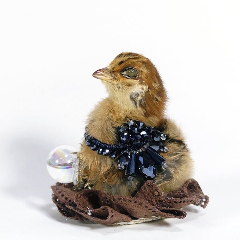 おめかしヒヨコの剥製 | 魔界ノ風鷹