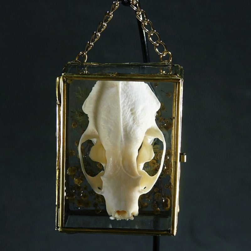 ハシブトガラスの頭骨の標本箱 ハシブトガラスの頭骨の標本箱 ハシブトガラス 骨格標本