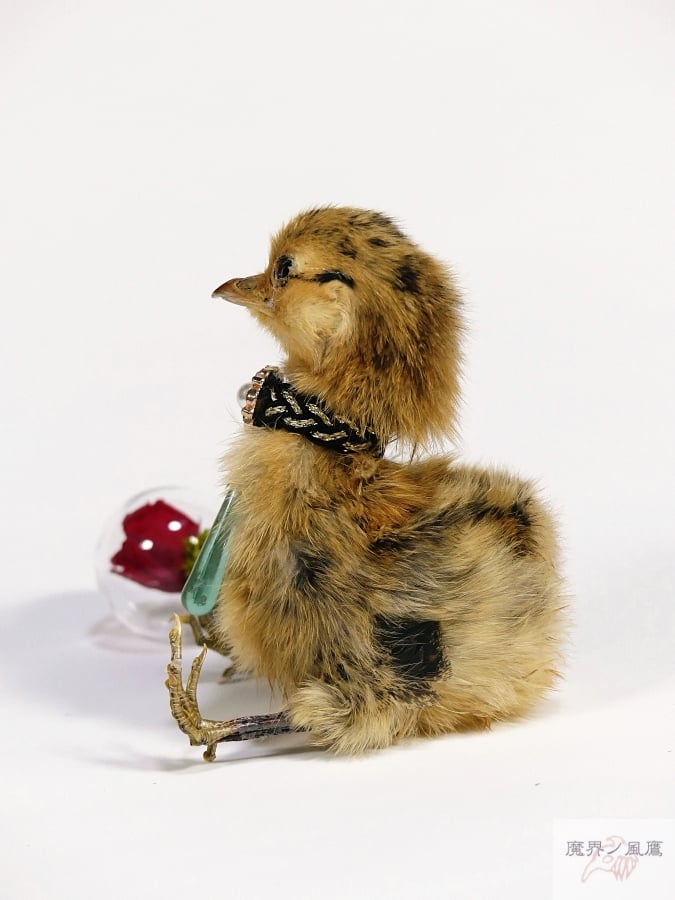 フランスアンティーク　ひよこちゃん　ひよこ剥製 フランスアンティークひよこちゃんひよこ剥製