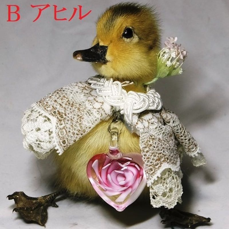 ひな鳥の剥製 | 魔界ノ風鷹