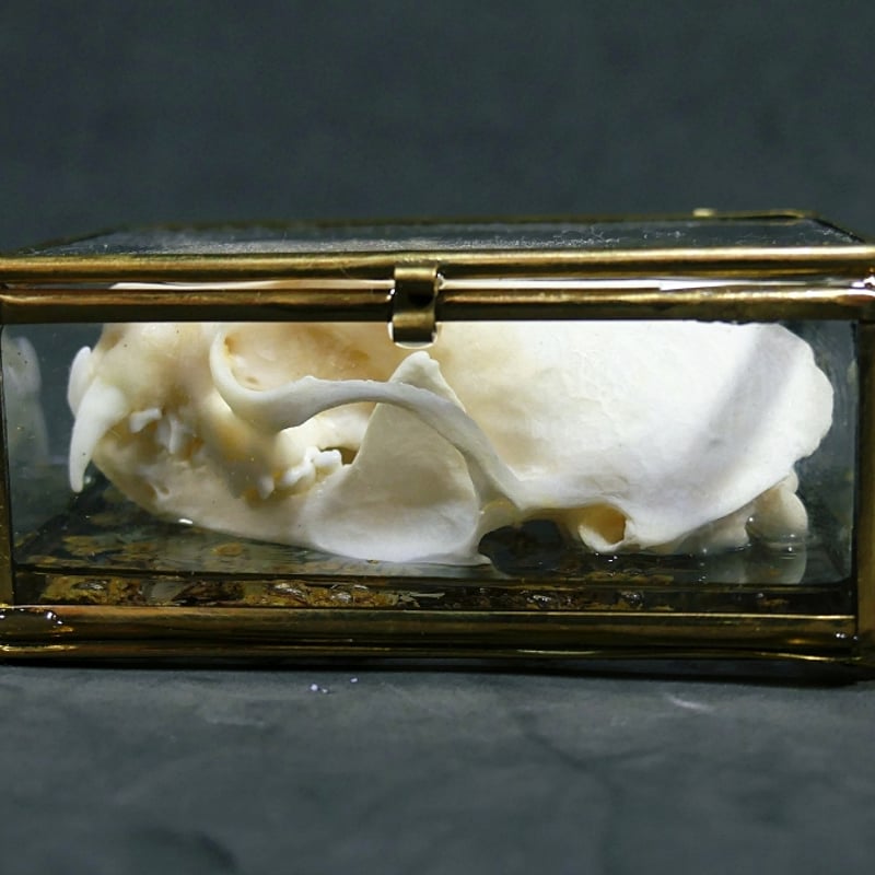 頭骨の硝子標本箱(大)ミンク | 魔界ノ風鷹