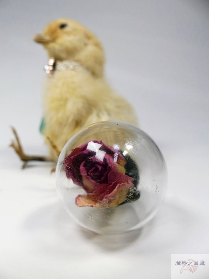 フランスアンティーク　ひよこちゃん　ひよこ剥製 フランスアンティーク ひよこちゃん ひよこ剥製