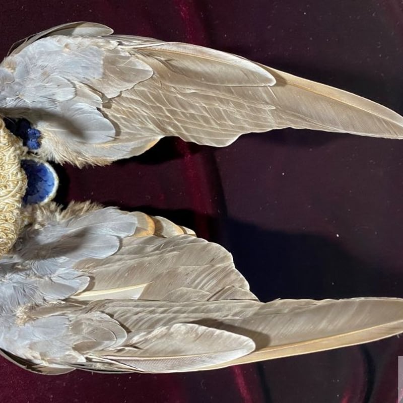 カンムリバトの剥製