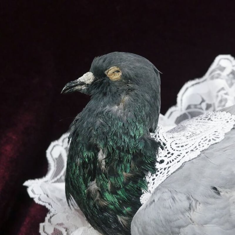 鳩 レース鳩｜種鳩紹介｜白鳩系3｜山形のモアクロフト