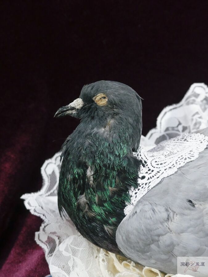 鳩-Heart Hat （灰二引） | 魔界ノ風鷹