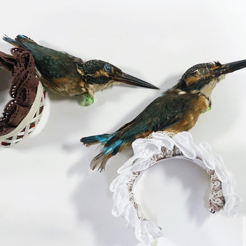 はるき　本物！カワセミのツガイ、剥製、美品 はるき様専用 本物！カワセミのツガイ、剥製、美品 - メルカリ
