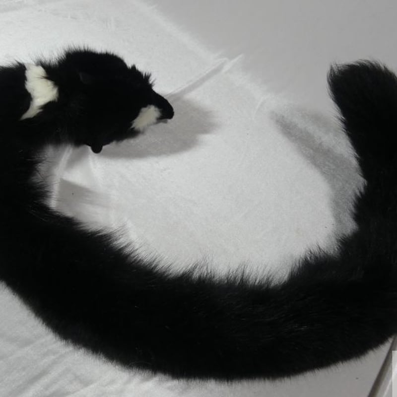 管狐ページ 管狐 のアクセ(黒) | 魔界ノ風鷹