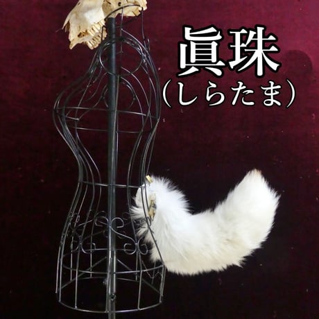くるりん☆けもののしっぽ（眞珠）