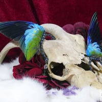 インコの翼イヤーフック(青)