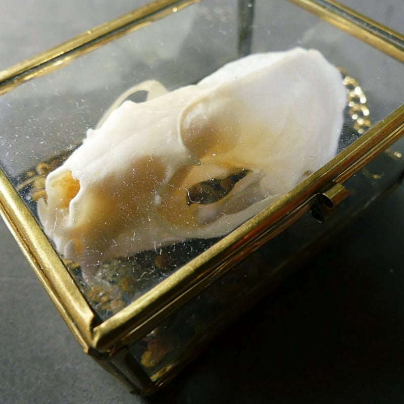 ハシブトガラスの頭骨の標本箱 ハシブトガラスの頭骨の標本箱 ハシブトガラス 骨格標本