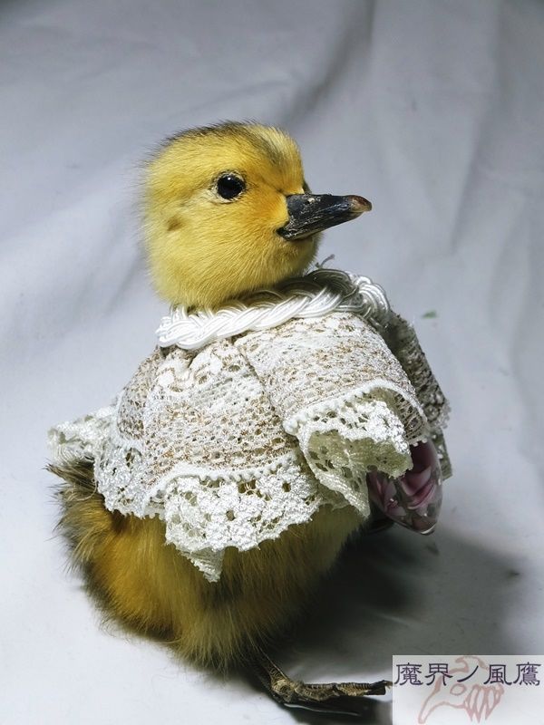 ひな鳥の剥製 | 魔界ノ風鷹