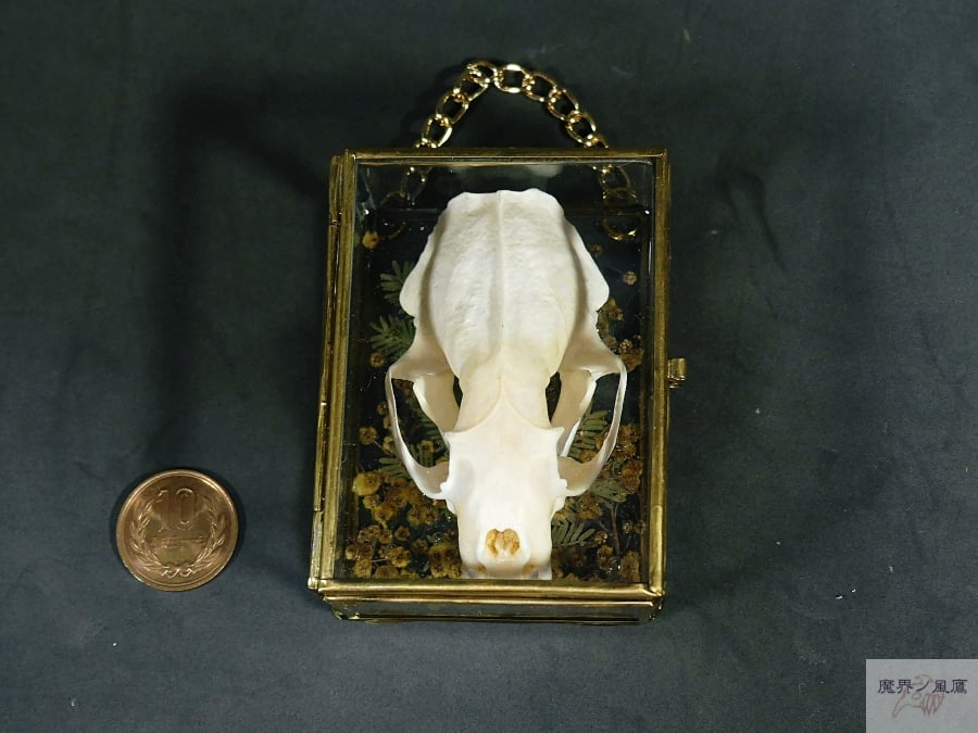 頭骨の硝子標本箱(大)ミンク | 魔界ノ風鷹