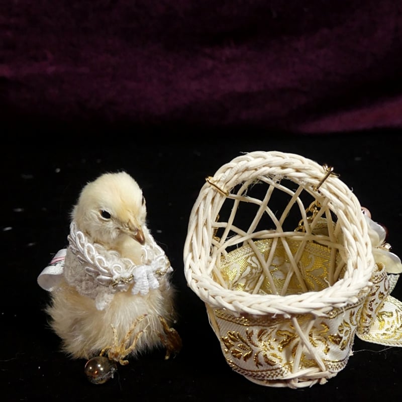 フランスアンティーク　剥製　双頭ひよこ フランスアンティーク 剥製 双頭ひよこ