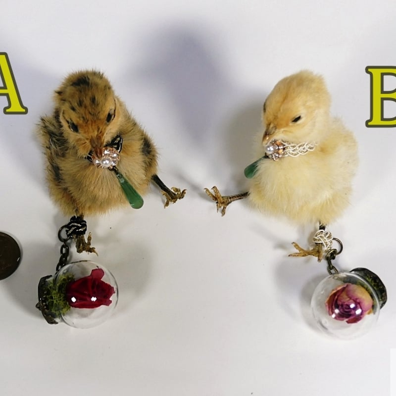 アヒルのヒヨコの剥製 小鳥 ひよこ フランスアンティーク ヴィンテージ 骨董 レトロ ぬいぐるみ アヒル 鳥 たけのこ TAKENOKO プチぶらんでー
