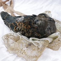 鳩-Heart Hat （キジバト）