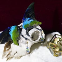 インコの翼イヤーフック （青）