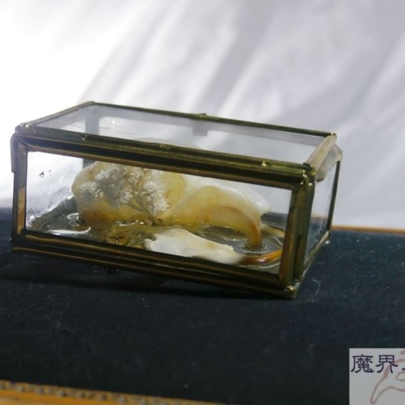 硝子標本箱の剥製ブローチ(中) | 魔界ノ風鷹