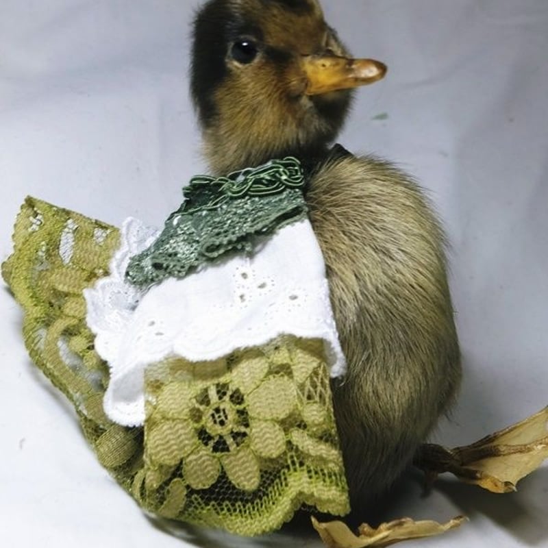 ひな鳥の剥製 | 魔界ノ風鷹