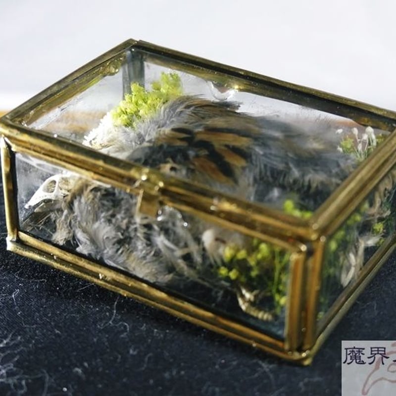 硝子標本箱の剥製ブローチ(中) | 魔界ノ風鷹