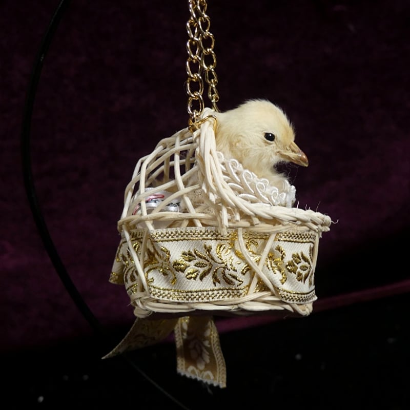 ひよこのゆりかご | 魔界ノ風鷹