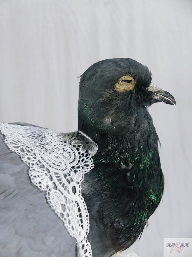 鳩◎ 玄関鳩 | 鬼丸のブログ