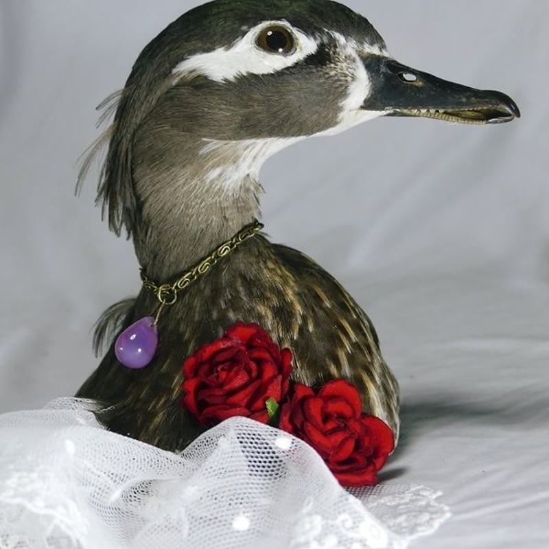 オシドリの剥製