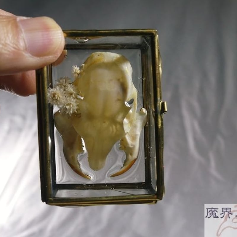 硝子標本箱の剥製ブローチ(中) | 魔界ノ風鷹