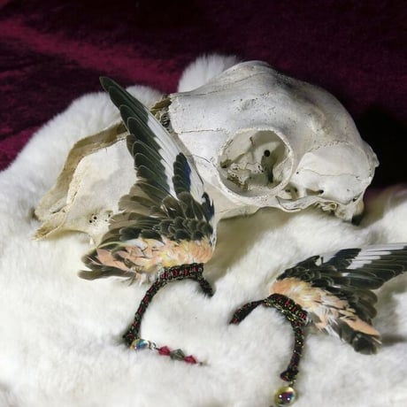 アキクサインコの翼イヤーフック