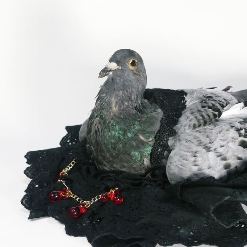 鳩◎ 玄関鳩 | 鬼丸のブログ