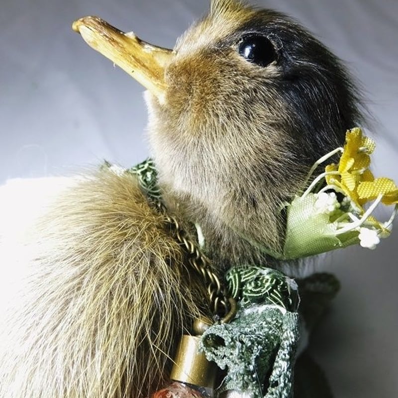 ひな鳥の剥製 | 魔界ノ風鷹