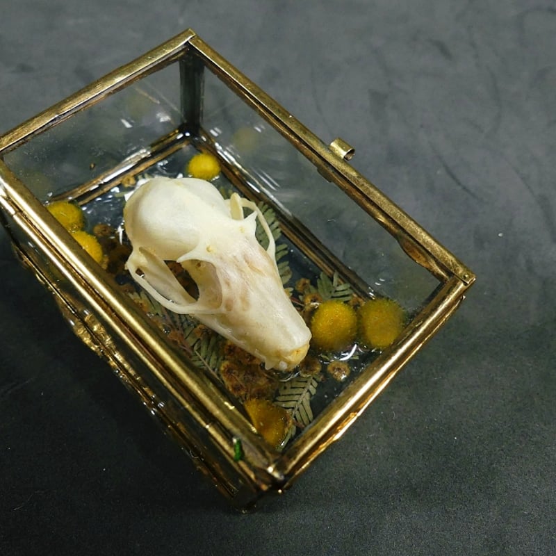 硝子標本箱の頭骨ブローチ(中)コウモリ | 魔界ノ風鷹