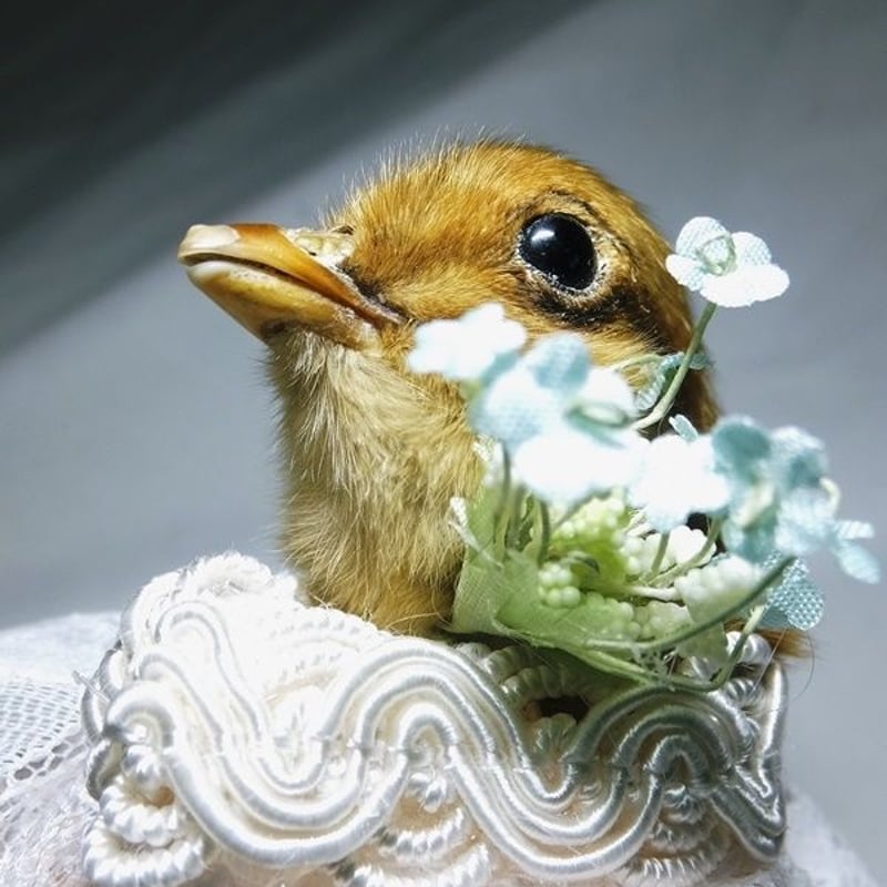 ひな鳥の剥製 | 魔界ノ風鷹