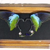 インコの翼イヤーフック(青)  