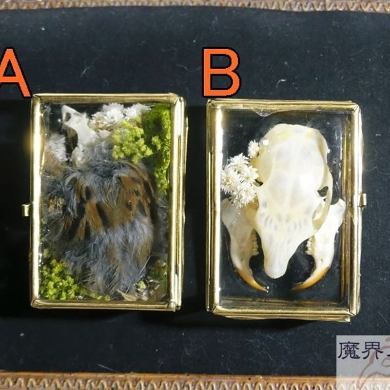 硝子標本箱の剥製ブローチ(中) | 魔界ノ風鷹