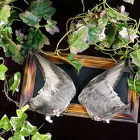 ホシハジロ翼の髪飾り