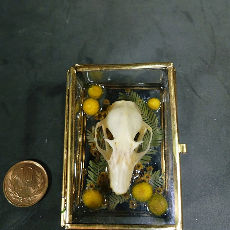 硝子標本箱の頭骨ブローチ(中)コウモリ | 魔界ノ風鷹