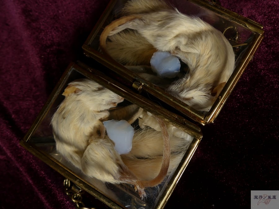 硝子の標本箱（ネズミ） | 魔界ノ風鷹