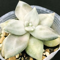 E.コロラータ デザートハーモニー Echeveria colorata'Desert Ha