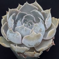 E. リップル シャビアナ x リラシナ羽兼:作  Echeveria’Lippls’ E.shaviana x lilacina（169）