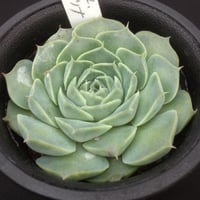 洋書 ECHEVERIA CULTIVARS 図鑑 Amazon.co.jp: 洋書 ECHEVERIA CULTIVARS 図鑑 : ホーム＆キッチン
