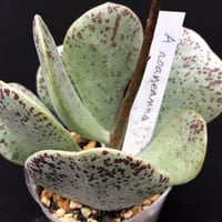 E.コロラータ デザートハーモニー Echeveria colorata'Desert Ha