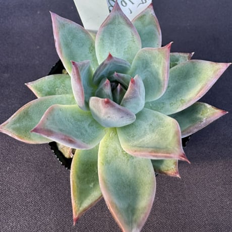 sabotensoudanshitsu HP Shop