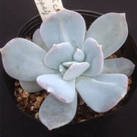 E. エキゾチック  ラウイ×トプシーツルビー   Echeveria	Exotic  (023)