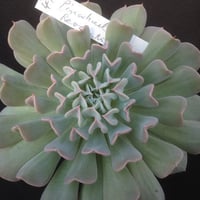 E.ピンウィール レボルーション  Echeveria Pinwheel 'Revolution'  (047)