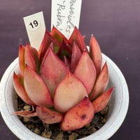 Echeveria agavoides’Rubra’ （184）