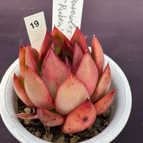 サボテン Beware of thorns Thorn Over Server - Van Darli Zuma | Yu-Gi-Oh! ARC-V Wiki